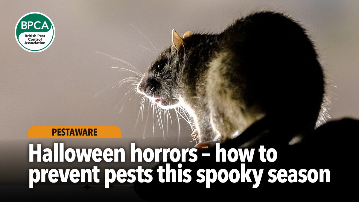 halloween-how-to-prevent-pests-hero halloween-how-to-prevent-pests-hero